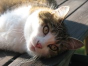 IMG_0971