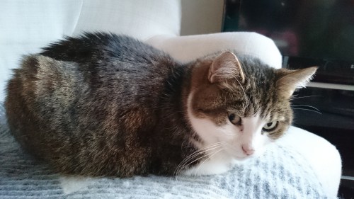 1426261421882-1596104393