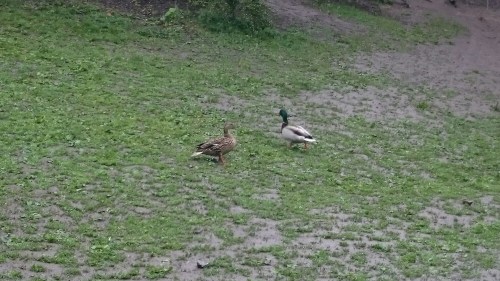 wp-1464370310698 image