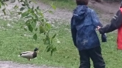 wp-1464370351726 image