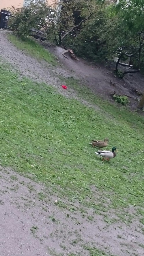 wp-1464371976582 image