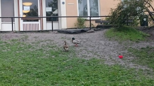 wp-1464372008295 image