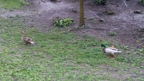 wp-1464372088030 image